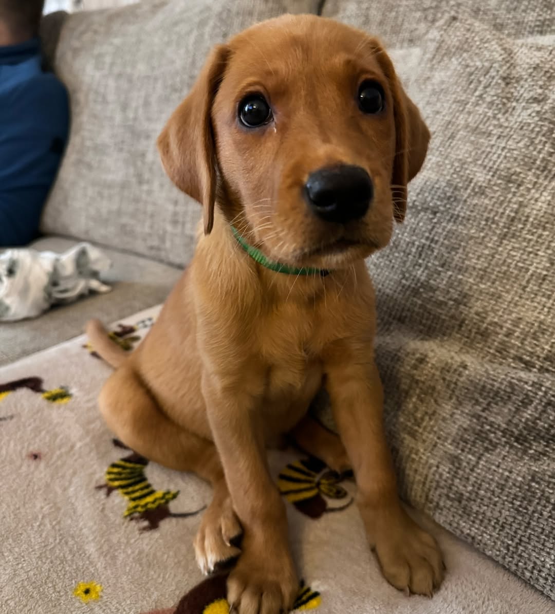 Koda, weiblicher Labrador Retriever Welpe
